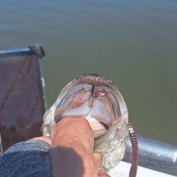 ラージマウスバス