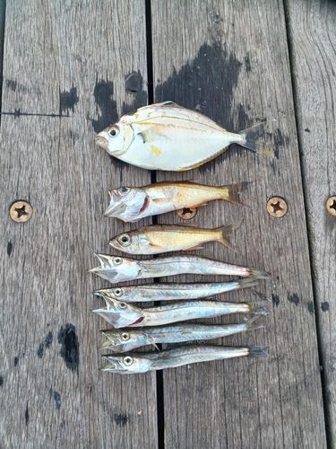 カマスの釣果