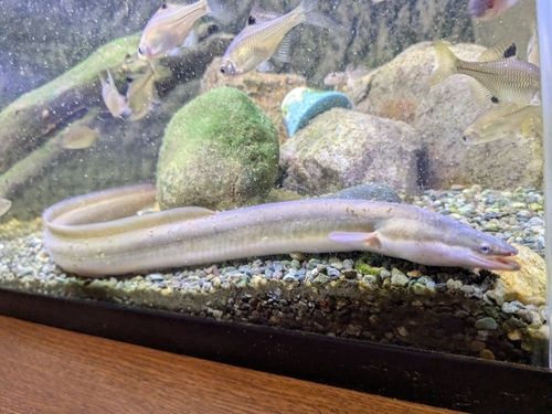ウナギの釣果