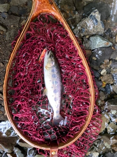 ヤマメの釣果