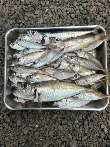 アジの釣果