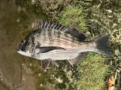 クロダイの釣果