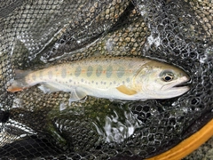 イワナの釣果