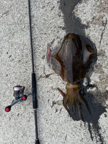 アオリイカの釣果