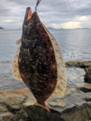 ヒラメの釣果
