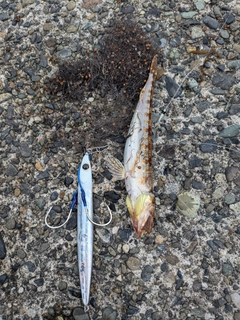 ホシノエソの釣果