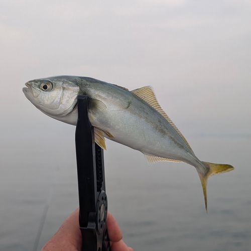 ワカシの釣果