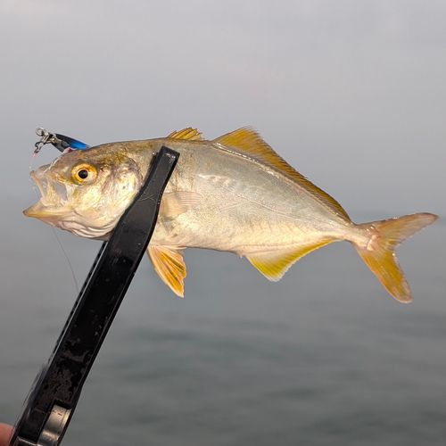 ショゴの釣果