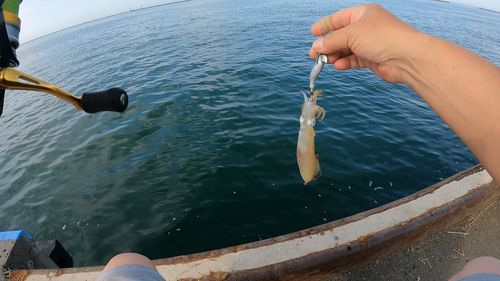 マメイカの釣果