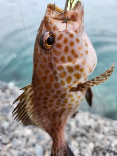 オオモンハタの釣果