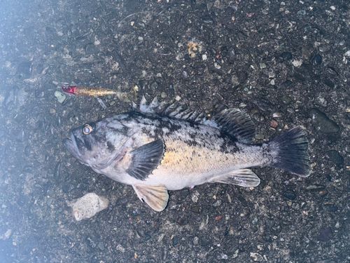 クロソイの釣果