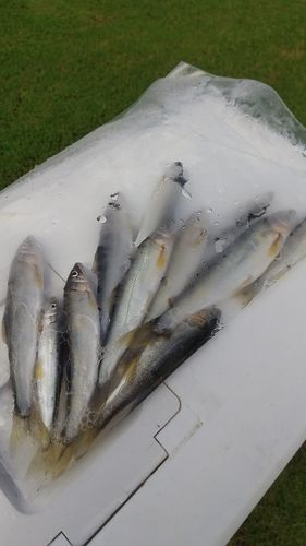 アユの釣果