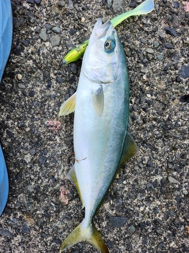 ワカシの釣果