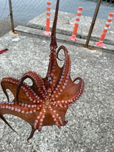 タコの釣果