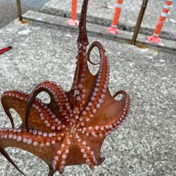 タコ