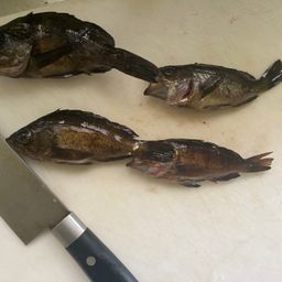 メバル
