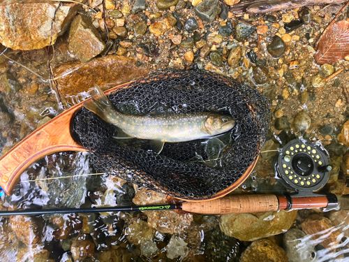 イワナの釣果