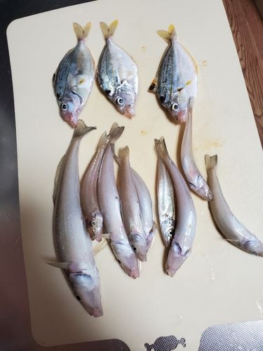 シロギスの釣果