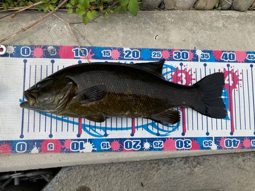 スモールマウスバスの釣果