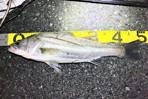 シーバスの釣果