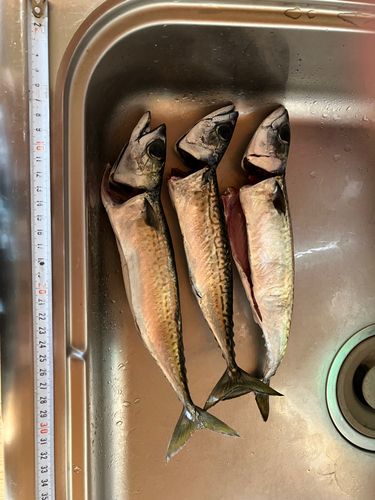 サバの釣果