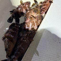 アコウ