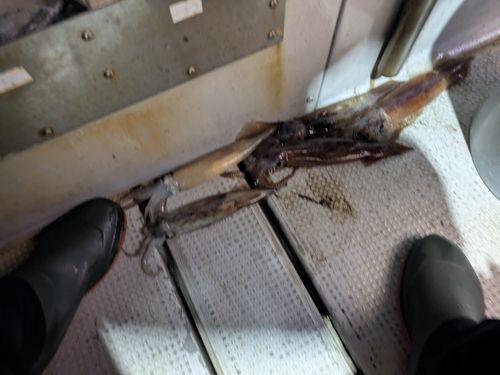 アカイカの釣果