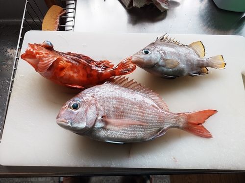 マダイの釣果