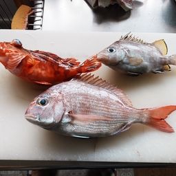 マダイ