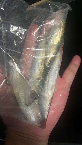 マアジの釣果
