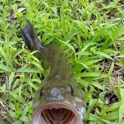 スモールマウスバス