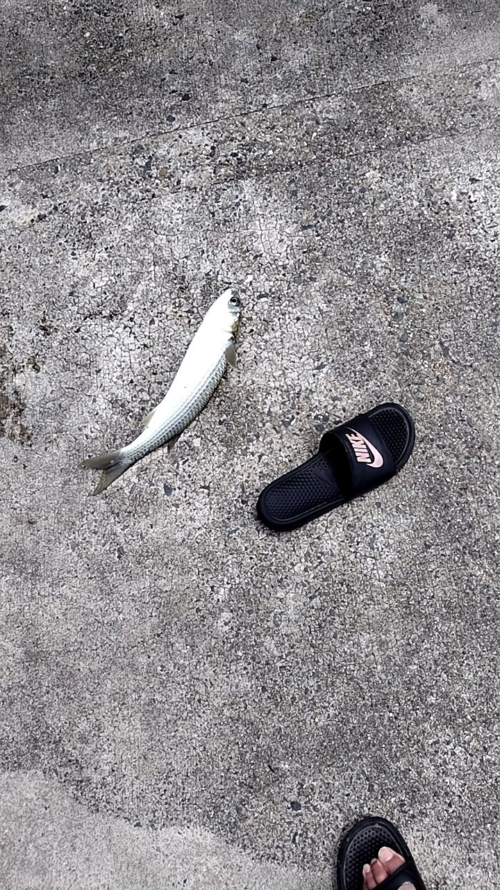 ボラ