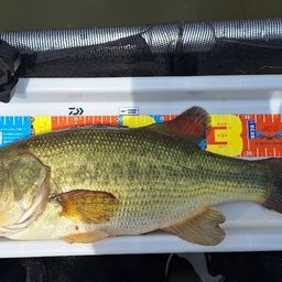 ラージマウスバス