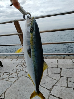 ハマチの釣果