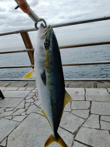 ハマチの釣果