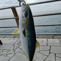 ハマチ