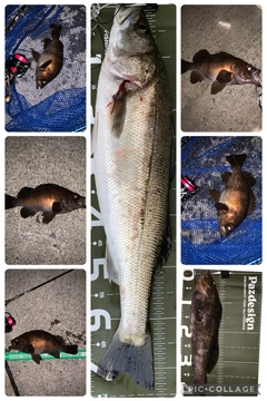 シーバスの釣果
