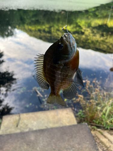 ブルーギルの釣果