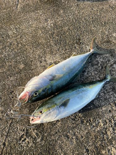 イナダの釣果