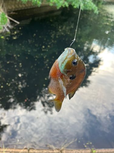 ブルーギルの釣果