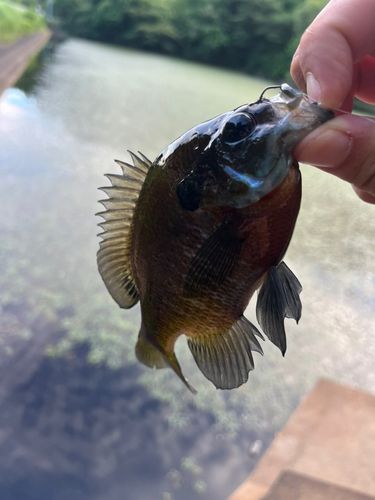 ブルーギルの釣果