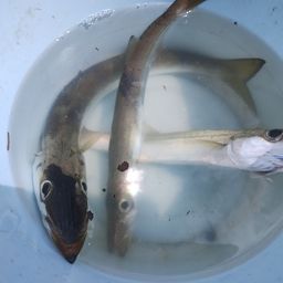 アカカマス