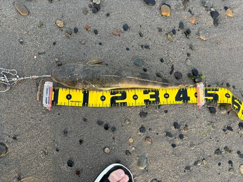 マゴチの釣果