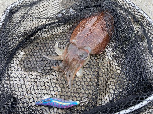 コウイカの釣果
