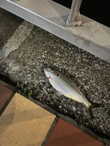 コノシロの釣果
