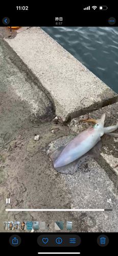 アオリイカの釣果