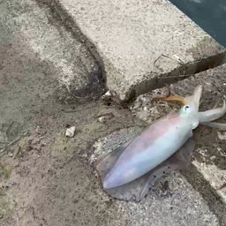 アオリイカ