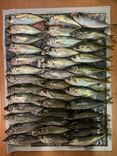 アジの釣果