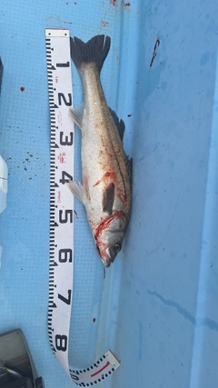 スズキの釣果