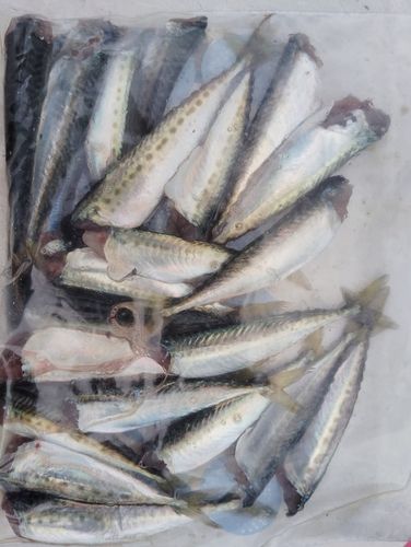 サバの釣果